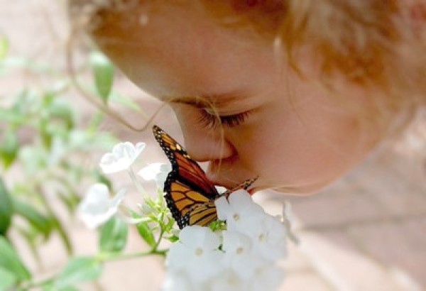 fairy kissing butterfly sketch