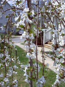 Spring flowers on a tree.