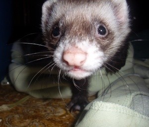Azazel (Canadian Ferret)