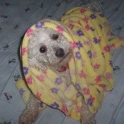 Bichon under blanket.