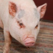 Pot-bellied Pig