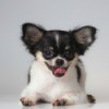 A small dog.