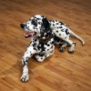 Dog on Laminate Flooring