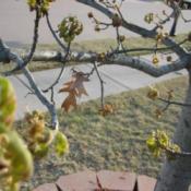 Last Leaf and New Spring Buds
