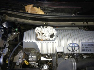 Rodent nest in a car's engine compartment.