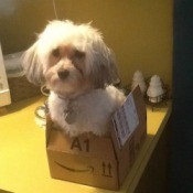 Dog in box.