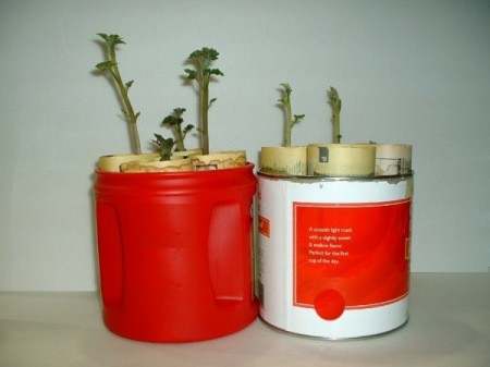 Sprouting Potatoes