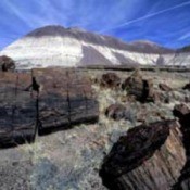 Petrified Forest (Near Flagstaff, AZ)