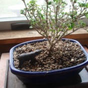 Decorating Houseplants With Toys