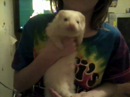 A white ferret being held by a girl