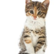 Kitten