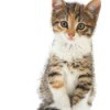 Kitten