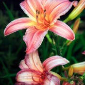 Daylilies