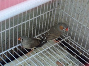 Parents in cage.