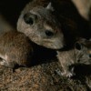 Family of Rats