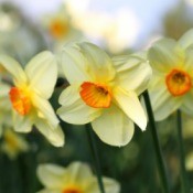 Yellow and Orange Daffodils