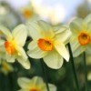 Yellow and Orange Daffodils