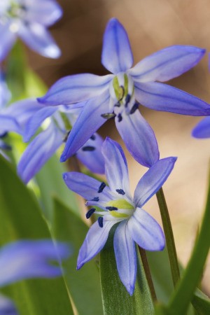 How To Make Fringed Flowers With Quilling Papers - By Carole