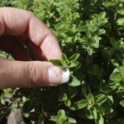 Oregano
