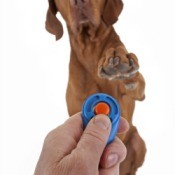 Basic Dog Training With Clicker