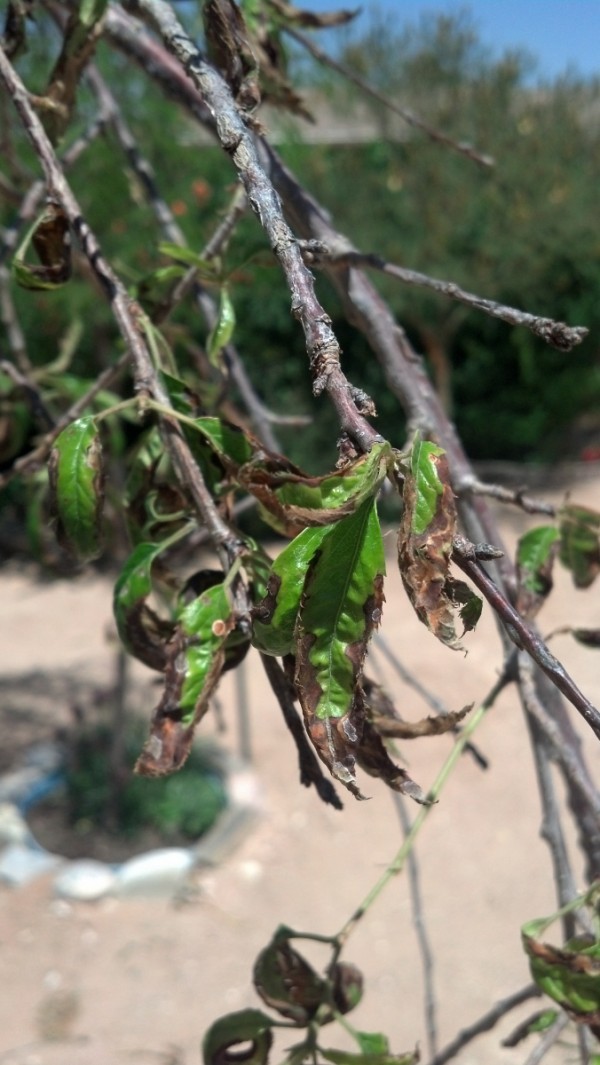 Weeping Cherry Tree Has Brown Leaves | ThriftyFun