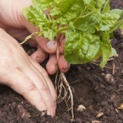 Transplanting Spinach Volunteers