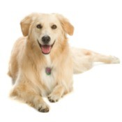 Happy Dog