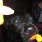 Blackie (Dog)