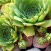 Hens and Chicks