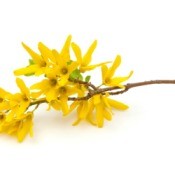 Forsythia