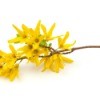 Forsythia