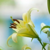 Growing Lilies