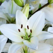 Easter Lilies