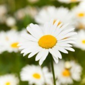 Chamomile Flowers