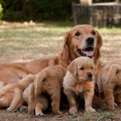 Dog Her with Puppies