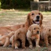 Dog Her with Puppies