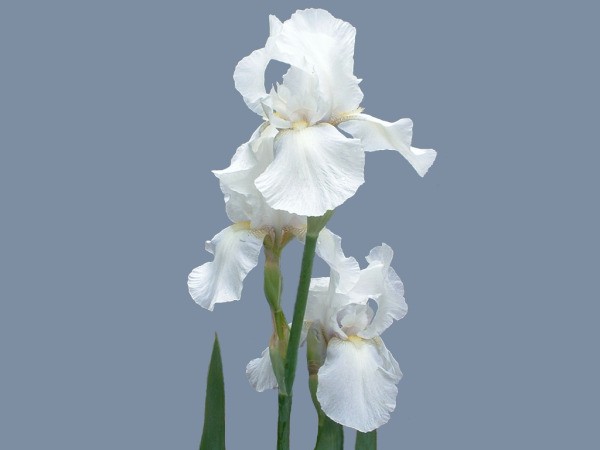 My First Iris 2013