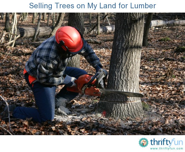 Selling Trees on Your Land for Lumber