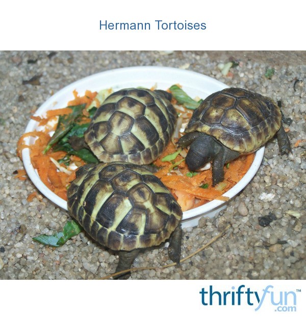 Hermann Tortoises (Monte Casino Bird Park, South Africa) ThriftyFun