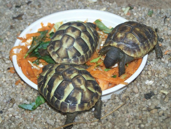 Hermann Tortoises (monte Casino Bird Park, South Africa) 