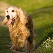 cocker spaniel
