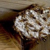 yellow jackets in a house