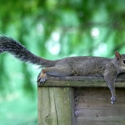 Pest Control | ThriftyFun