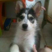 Photo of puppy when a bit older.