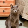 cat on carpet
