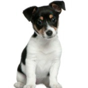 Cute Puppy