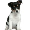 Cute Puppy