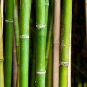 Bamboo