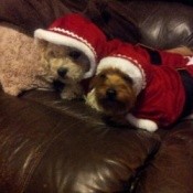 Two dogs in Santa suits.