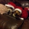 Two dogs in Santa suits.